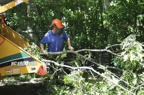 tree services Lodge Grass